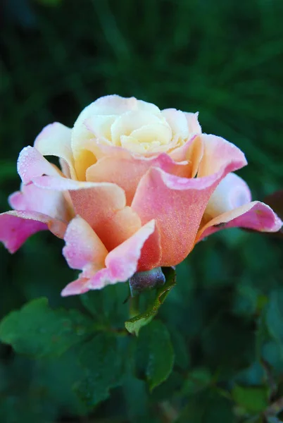 Blooming Colorful Rose Magic Moment Rose — Stok Foto