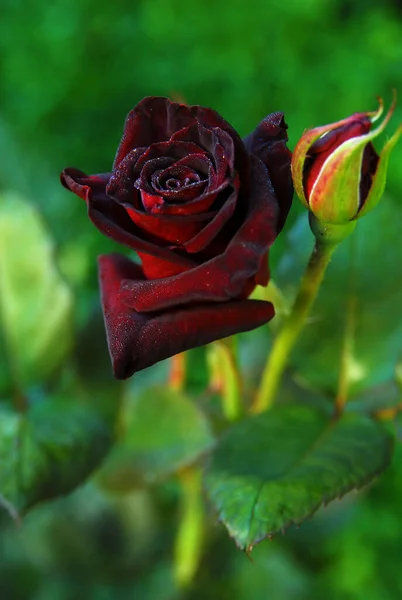 Blooming Dark Rose Black Baccara Rose — ストック写真