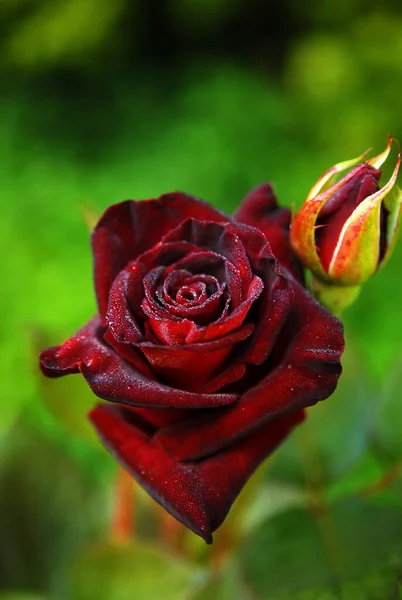 Blooming Dark Rose Black Baccara Rose — Photo