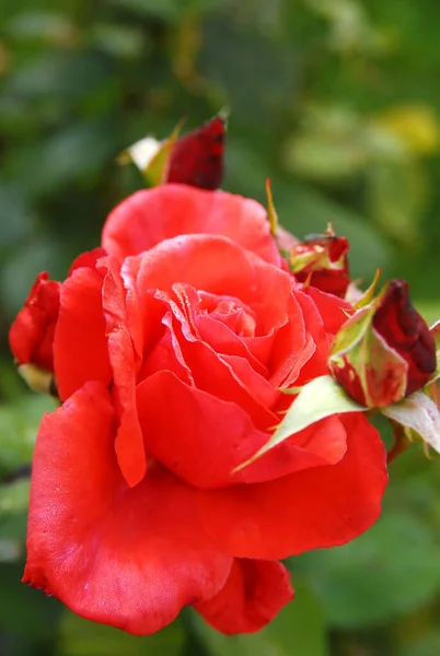 blooming red rose (rose Duftwolke)
