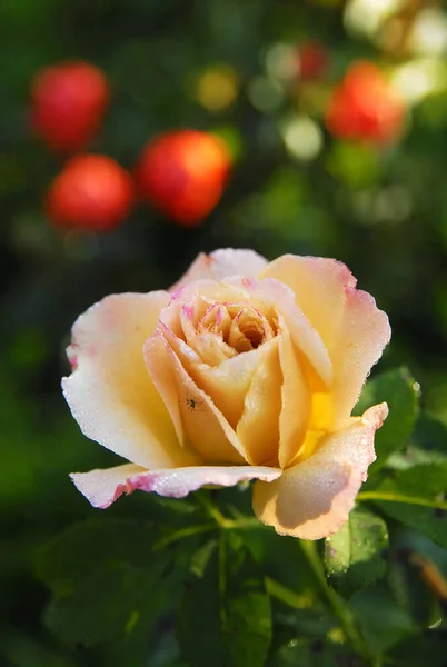 Blooming Mustard Rose Honey Dijon Rose — ストック写真