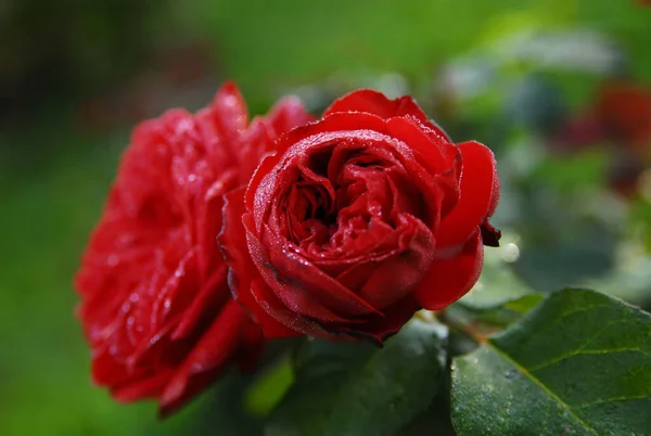 Blooming Red Rose Rose Piano — Photo