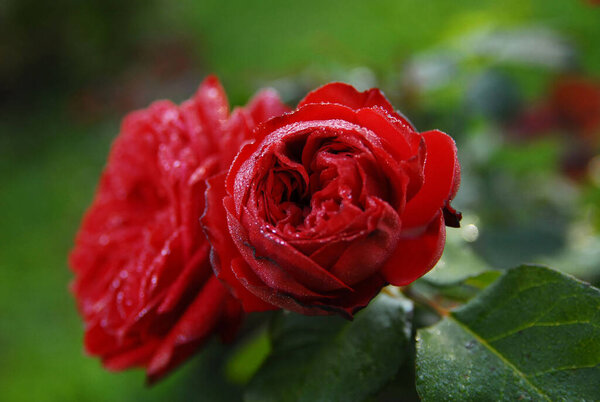 Blooming red rose (rose Piano)