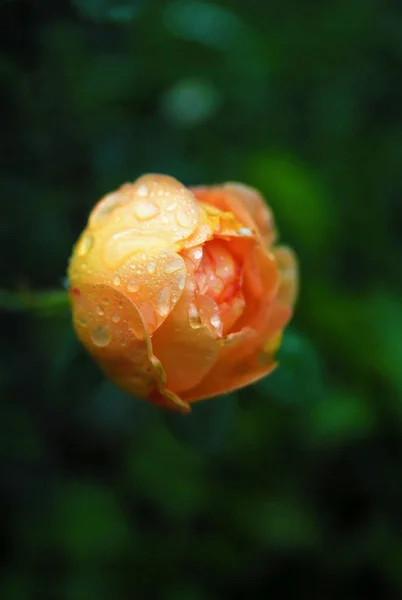 blooming light rose (Lady of shalott rose)