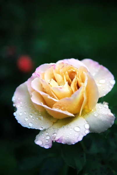 Blooming Mustard Rose Honey Dijon Rose — Fotografia de Stock