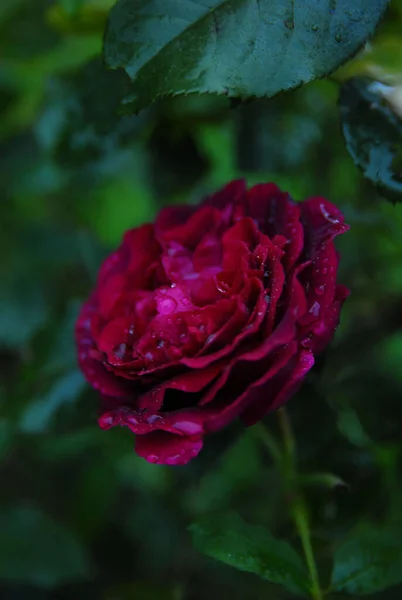Blooming Dark Purple Munstead Wood Rose — Fotografia de Stock