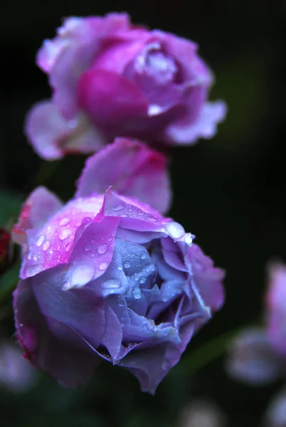 Floração Lilás Rosa Rosa Sandra Renascimento — Fotografia de Stock