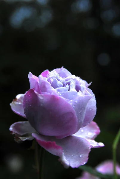 Virágzó Orgona Rózsa Rózsa Sandra Reneszánsz — Stock Fotó