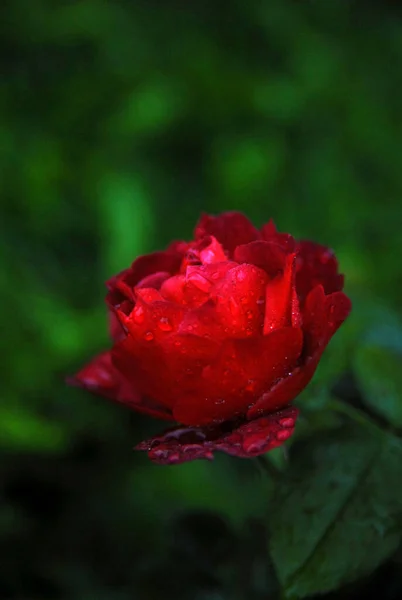 Blooming Red Rose Hot Chocolate Rose — Stock Fotó