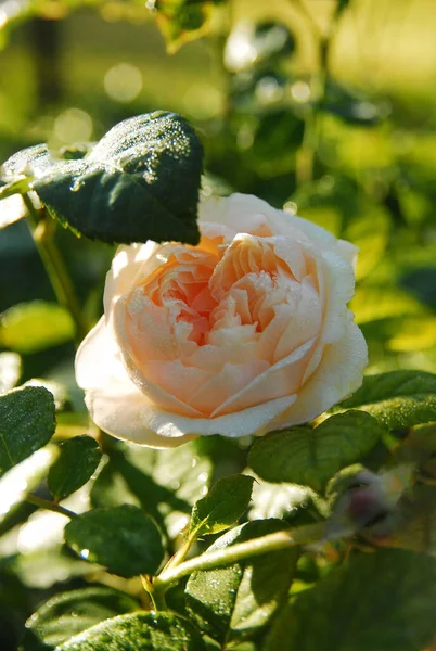 blooming light rose  (rose graham thomas)
