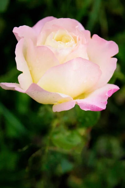 Blooming Light Rose Rose Gloria Dei — Fotografia de Stock