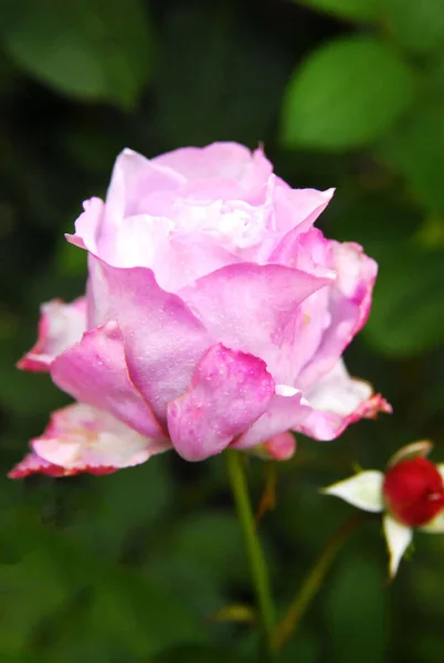 ライラックの花が咲きました ローズサンドラ ルネサンス — ストック写真