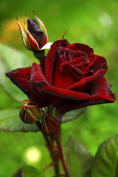 Blooming Dark Rose Black Baccara Rose — Photo