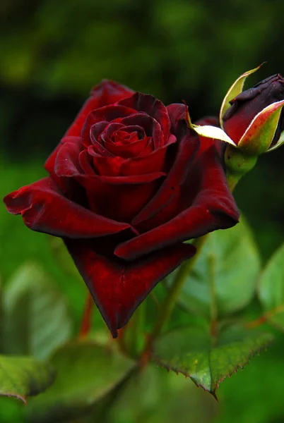 Blooming Dark Rose Black Baccara Rose — 图库照片