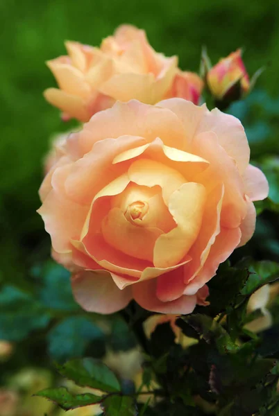 Floração Luz Rosa Goldelse Rose — Fotografia de Stock