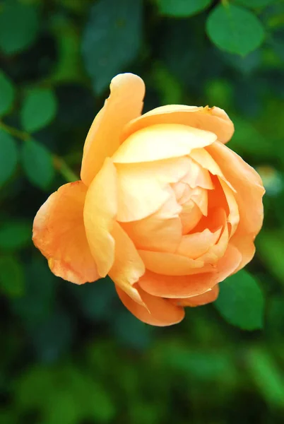 blooming light rose (Lady of shalott rose)