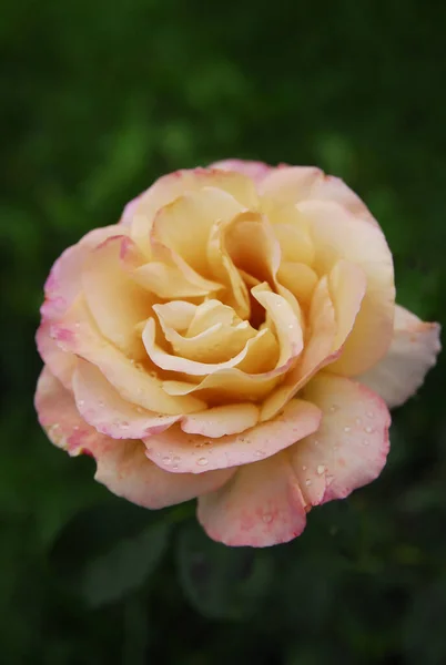 Blooming Mustard Rose Honey Dijon Rose — Stok Foto