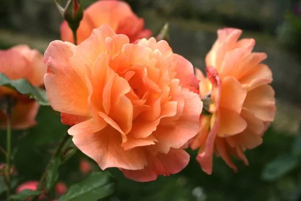 Kvetoucí Smetanově Oranžová Růže Západní Země Růže — Stock fotografie