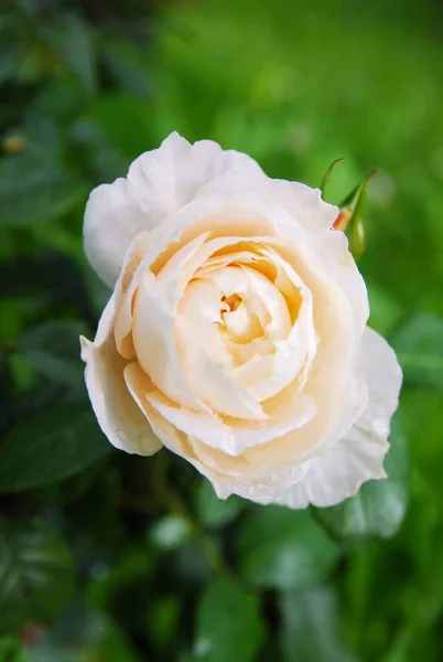 Blooming light rose (Lion rose)