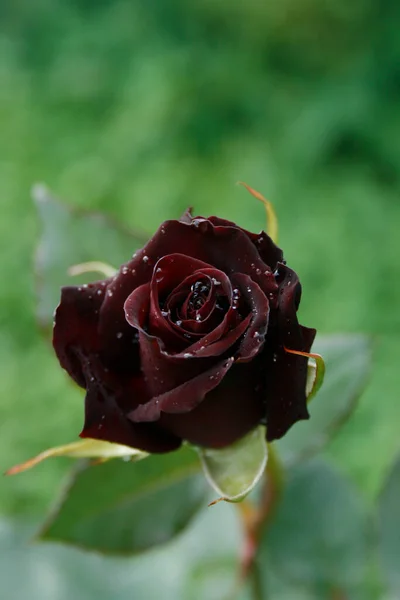 Blooming Dark Rose Black Baccara Rose — Stock fotografie