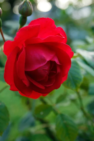 赤いバラを咲かせます リンカーンさん — ストック写真