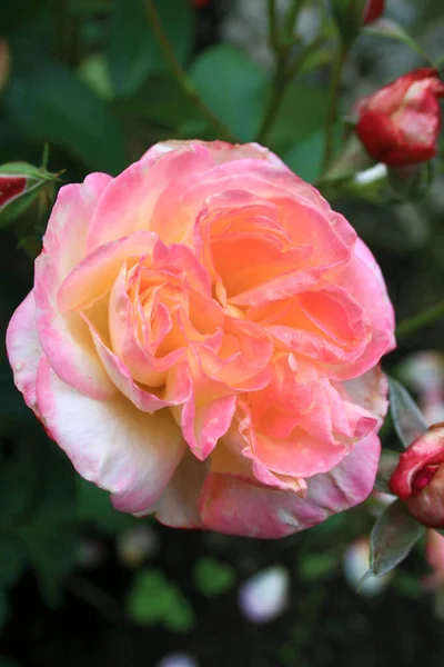 Blooming Pink Rose Charleston Rose — Stock Photo, Image