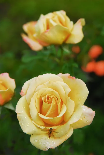 Blooming Mustard Rose Honey Dijon Rose — ストック写真
