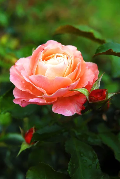 Ανθισμένο Ροζ Τριαντάφυλλο Πρωί — Φωτογραφία Αρχείου
