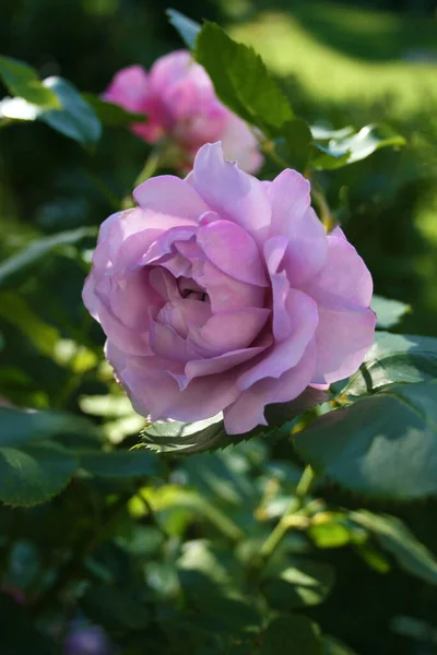 Floração Luz Roxo Rosa Rosa Sandra Renascimento — Fotografia de Stock