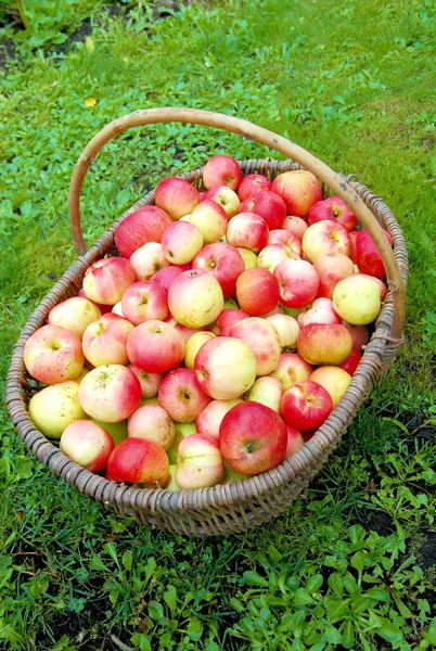The basket of apples in the grass