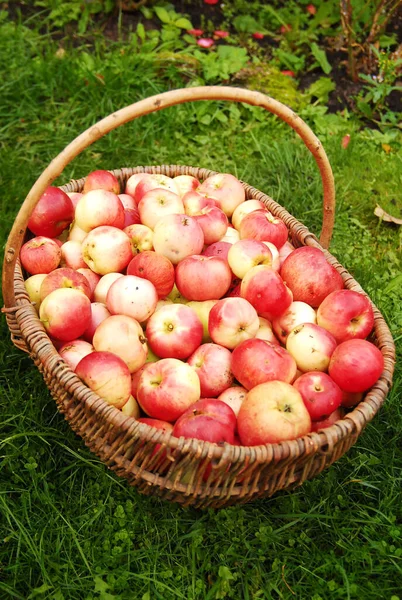 The basket of apples in the grass