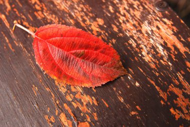 Ahşap yüzeyde kırmızı sonbahar yaprağı