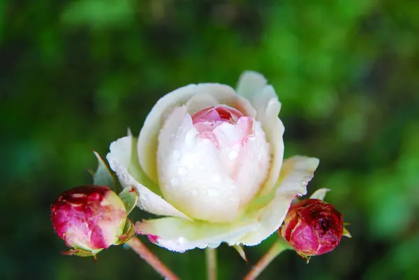 Blooming Pink Rose Eden Rose — Photo