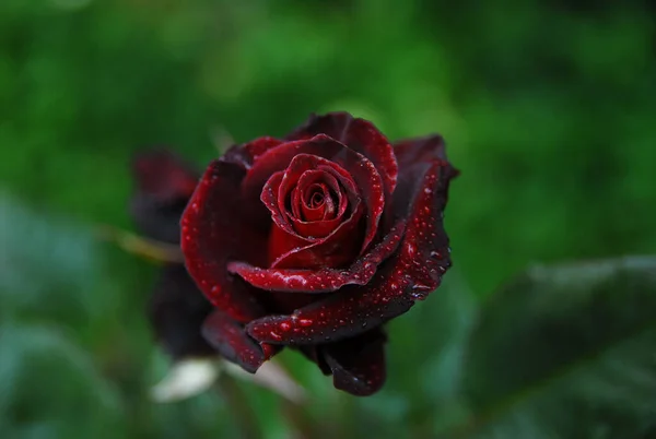 Квітуча Темна Троянда Чорна Туш — стокове фото