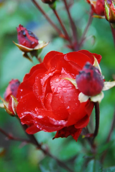 Blommande Röd Ros Ros Europeana — Stockfoto