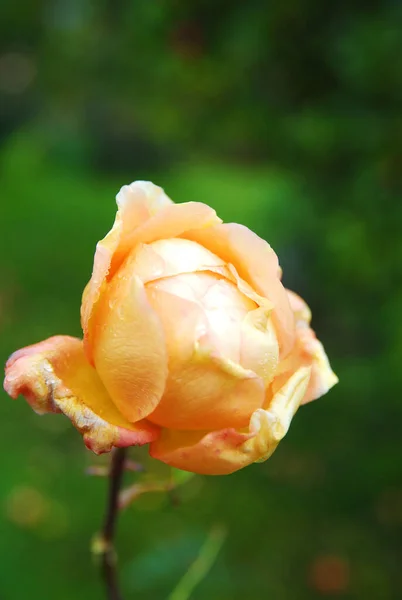 Blooming Light Rose Lady Shalott Rose — Stock Photo, Image