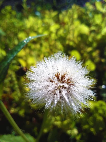Fluff Flower Dew Drops — Stock Photo, Image