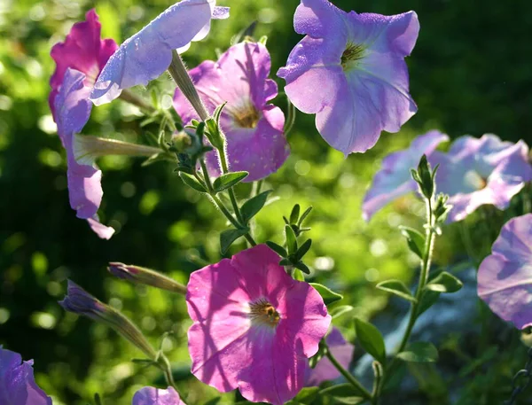 Petunias Florecientes Sol —  Fotos de Stock