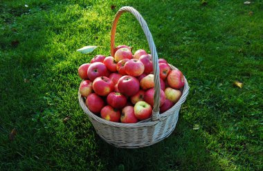 Yeşil çimenli elma sepeti.