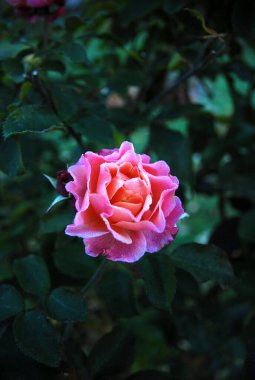 Ekim çiçek açan pembe gül