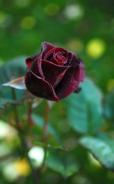 Október Virágzó Sötét Rózsa Fekete Baccara — Stock Fotó