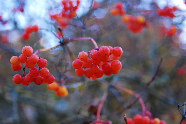 Reggeli Viburnum Éjszakai Fagyok Után — Stock Fotó