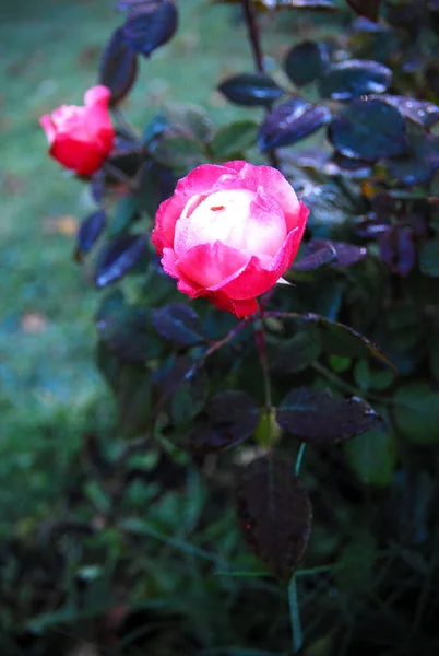 Octobre Floraison Rose Blanc Rouge Nostalgie Rose — Photo
