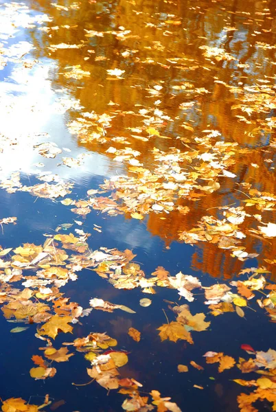 Feuilles Automne Dans Canal Ville — Photo