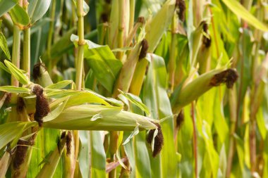 Seçici mısır koçanı odağı, organik bir alanda mısır kapsülleri...