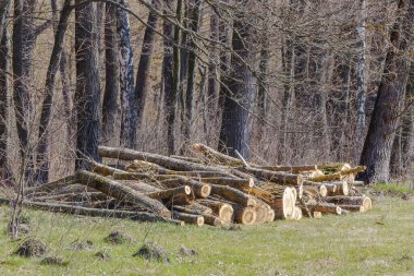 Arka plandaki tahta kütükleri katlıyorum. Orman yolunda bir odun yığını. Ormandan çıkarılmak için odun hazırlanıyordu. Ahşap hasatı.