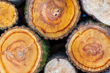 Karla kaplı odun yığını. Geçmişi. Kışın kuru odun yığını. Karlı odun yığını. Kışlık odun erzakları. Kış için odun yığını. Kış..