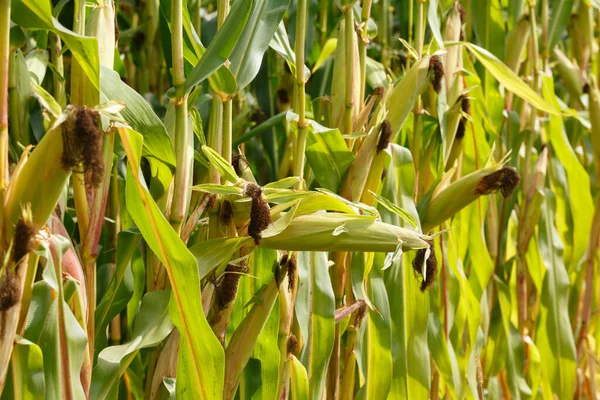 Selective Corn Cob Focus Corn Pods Organic Field — ストック写真
