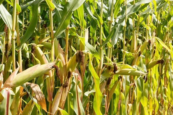 Seçici mısır koçanı odağı, organik bir alanda mısır kapsülleri...