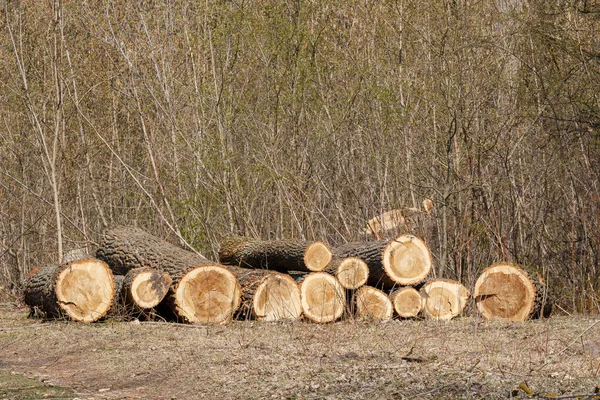 Összecsukható Rönk Háttérben Egy Halom Egy Erdei Mellett Fát Erdőből — Stock Fotó